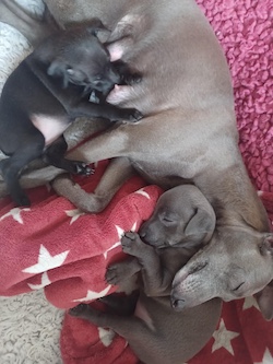 Q-litter 3 weeks a